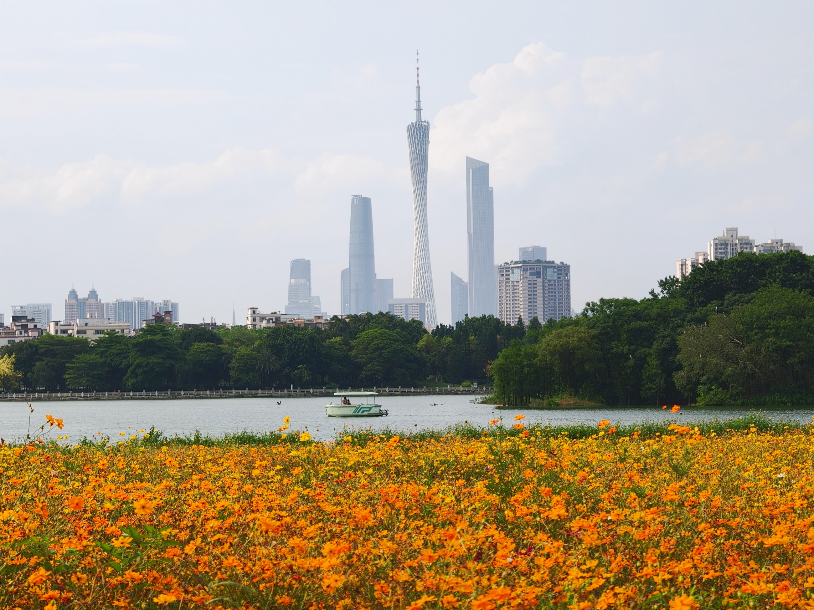 今年6月，在广州海珠国家湿地公园远眺，湖光塔影映花海。人民网记者 王雅蝶摄