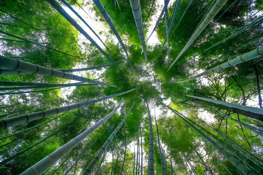 仁化县翠绿竹林。仁化县委宣传部供图