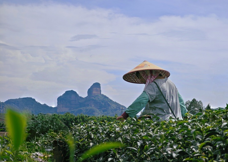 金砂茶園，農戶採茶忙。受訪者供圖
