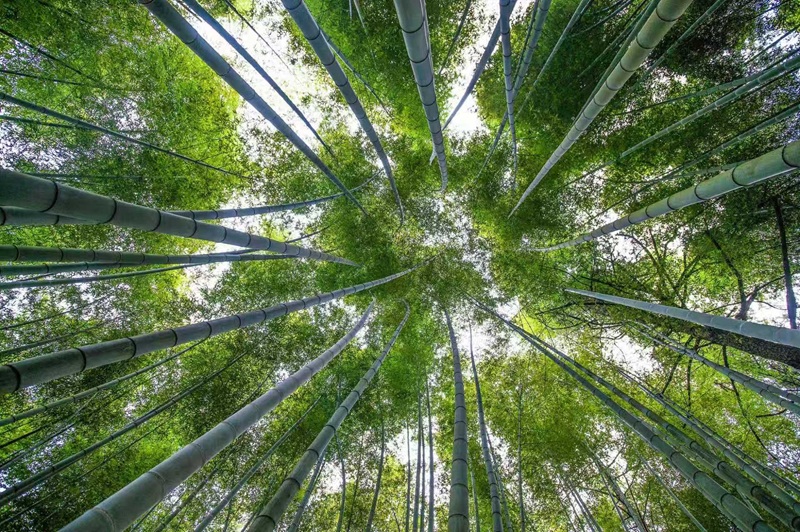 仁化縣翠綠竹林。仁化縣委宣傳部供圖