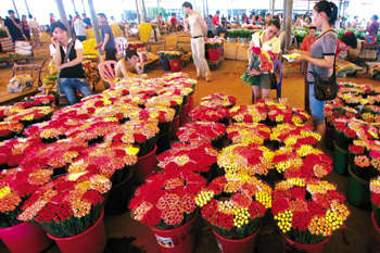 广州荔湾区致力打造全国最大鲜花交易平台