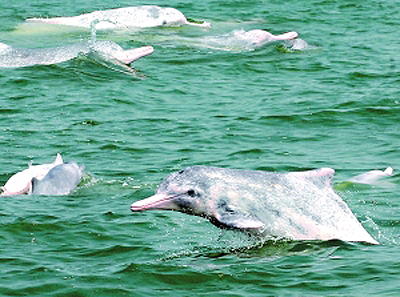 白海豚群戏湛江东海岛