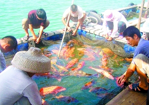 汕头哪里吃海鲜便宜_深圳澳头吃海鲜_温州服装批发哪里便宜