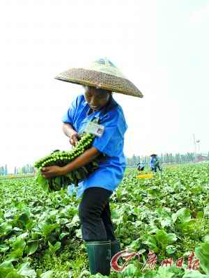 广州农民人均纯收入去年达11067元 增幅连续