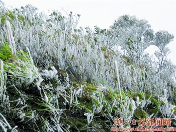 潮州凤凰镇近万亩茶园遭受严重霜冰 损失近2亿