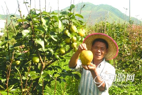 河源东源水晶梨挂果最大个重1.1公斤