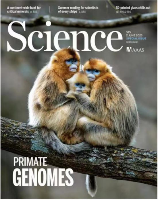 Science灵长类专刊封面。