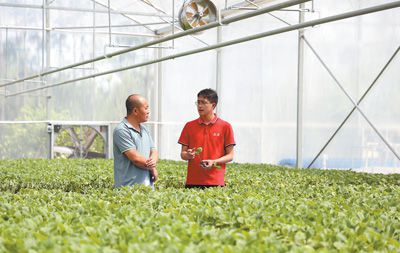 　　在廣東博羅縣車村村供銷蔬菜種苗繁育基地，技術員（右）指導蔬菜種苗培育。胡仔浩攝